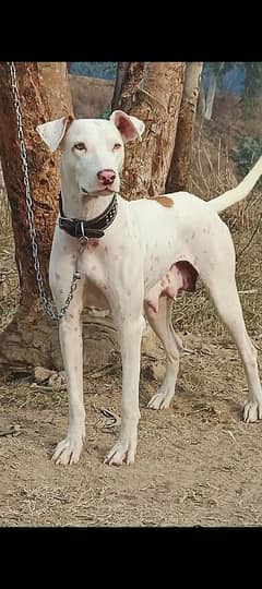 lappi gultair breeder female full security guard dog for sale