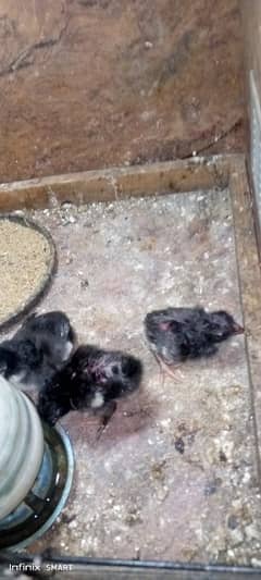 Sindhi Lakha ka chicks & 3 piece available