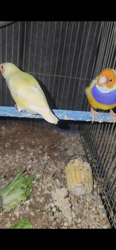 Lutino Lady Gouldian / Euro And Bangalese / Banglies/ Society Finch