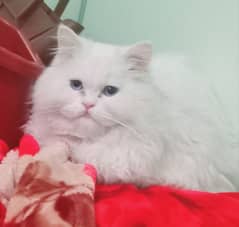 White Persian triple coated male cat blue eyes