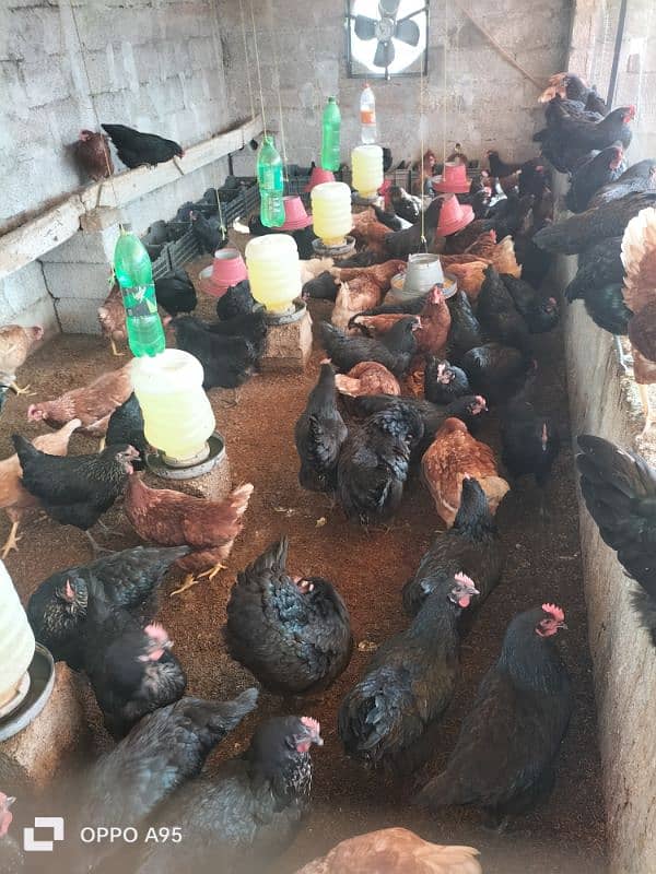 lohman brown and black 100% egg laying hens for sale 0