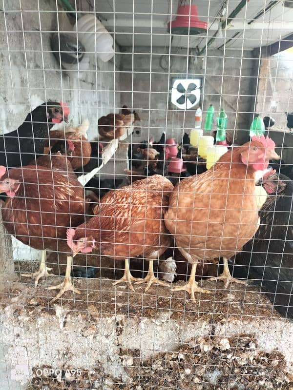 lohman brown and black 100% egg laying hens for sale 1