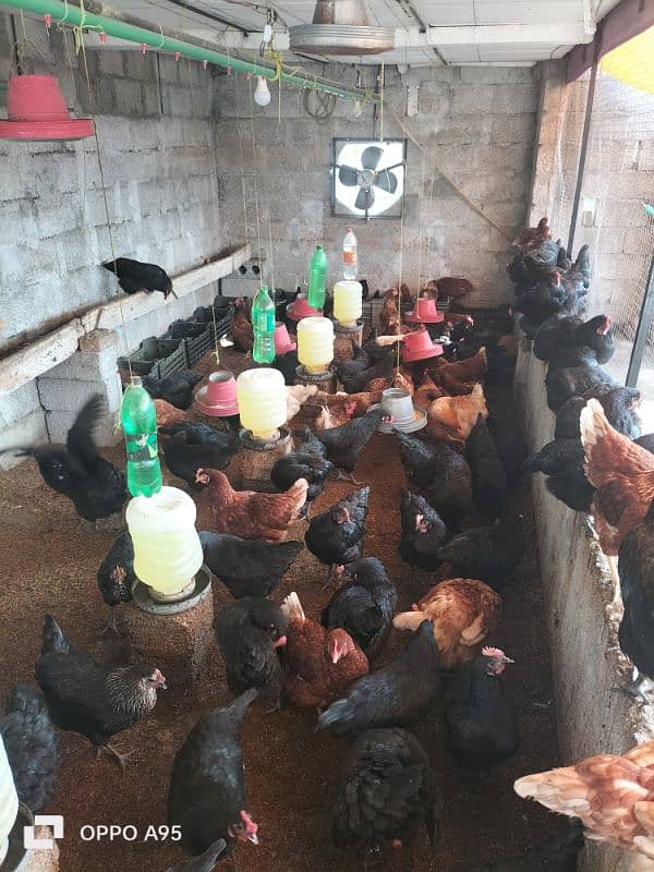 lohman brown and black 100% egg laying hens for sale 2