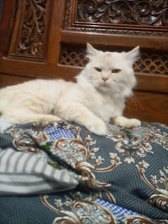 Persian angora Cat For Sale