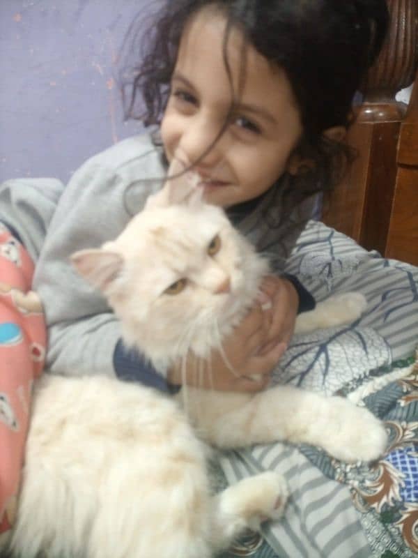 Persian angora Cat For Sale 1