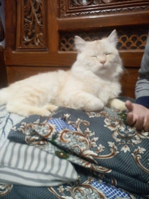 Persian angora Cat For Sale 2