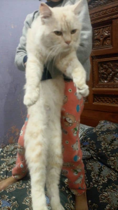 Persian angora Cat For Sale 3