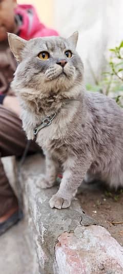 American Persian Cat