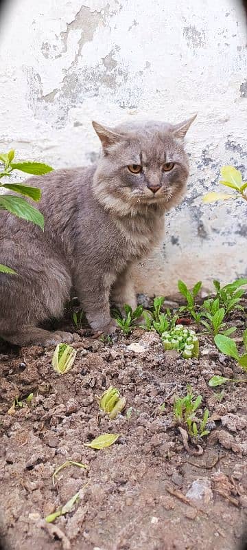 American Persian Cat 1