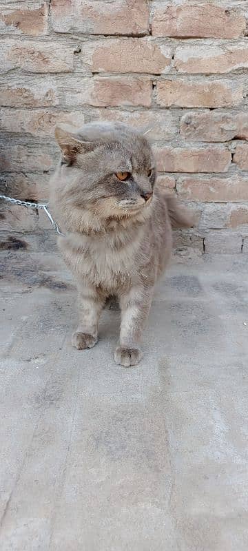 American Persian Cat 2