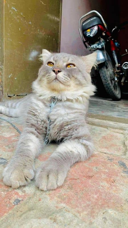 American Persian Cat 5