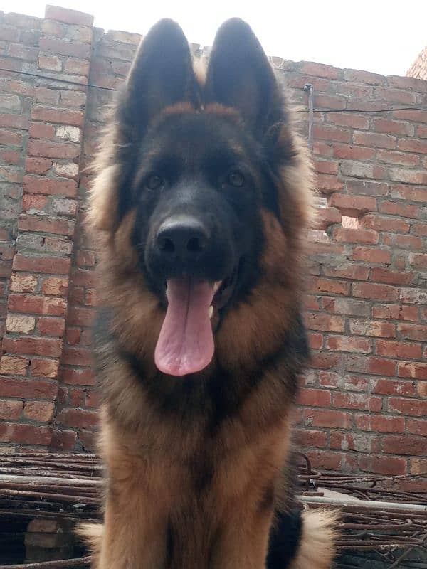 Pure german shepherd female , age 18months near to heat. watsap only. 0