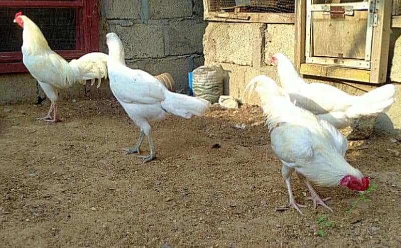 boska mianwali heera rooster and Jageeri hen 1 misri hen 0