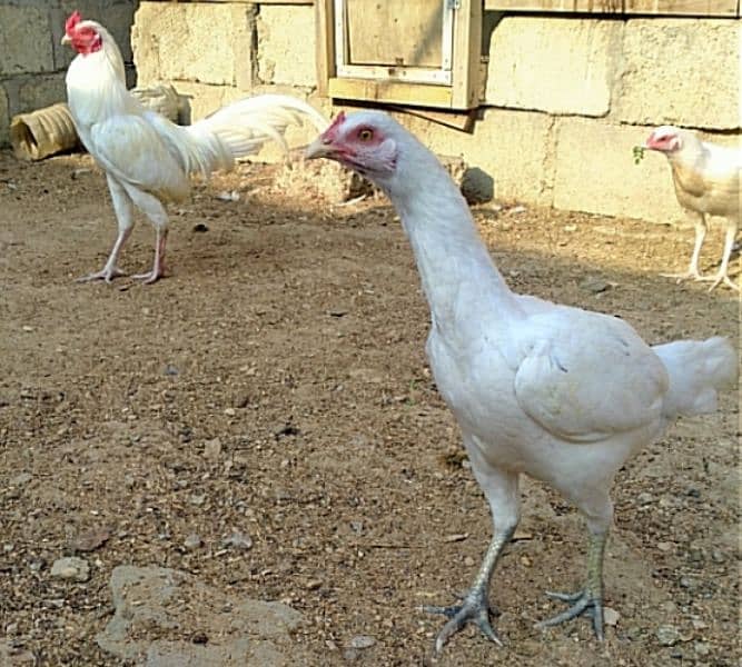 boska mianwali heera rooster and Jageeri hen 1 misri hen 1