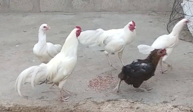 boska mianwali heera rooster and Jageeri hen 1 misri hen 2