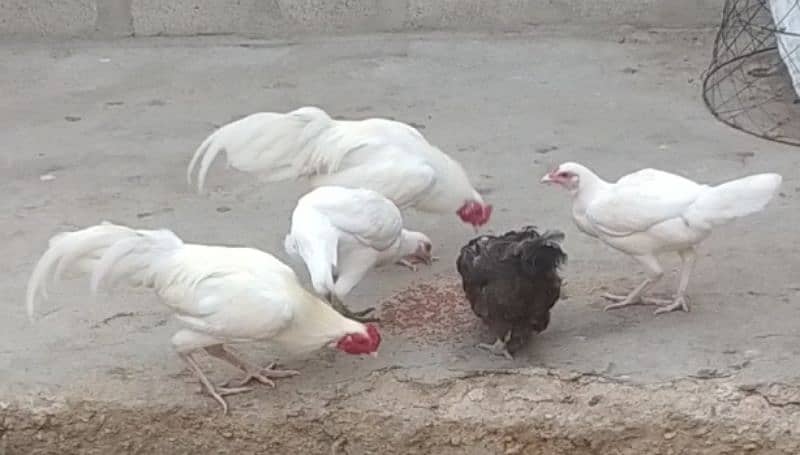 boska mianwali heera rooster and Jageeri hen 1 misri hen 3