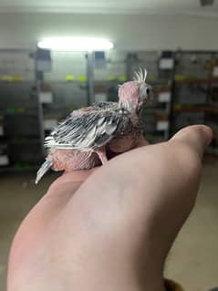 Cocktail and lovebird chicks for handfeed