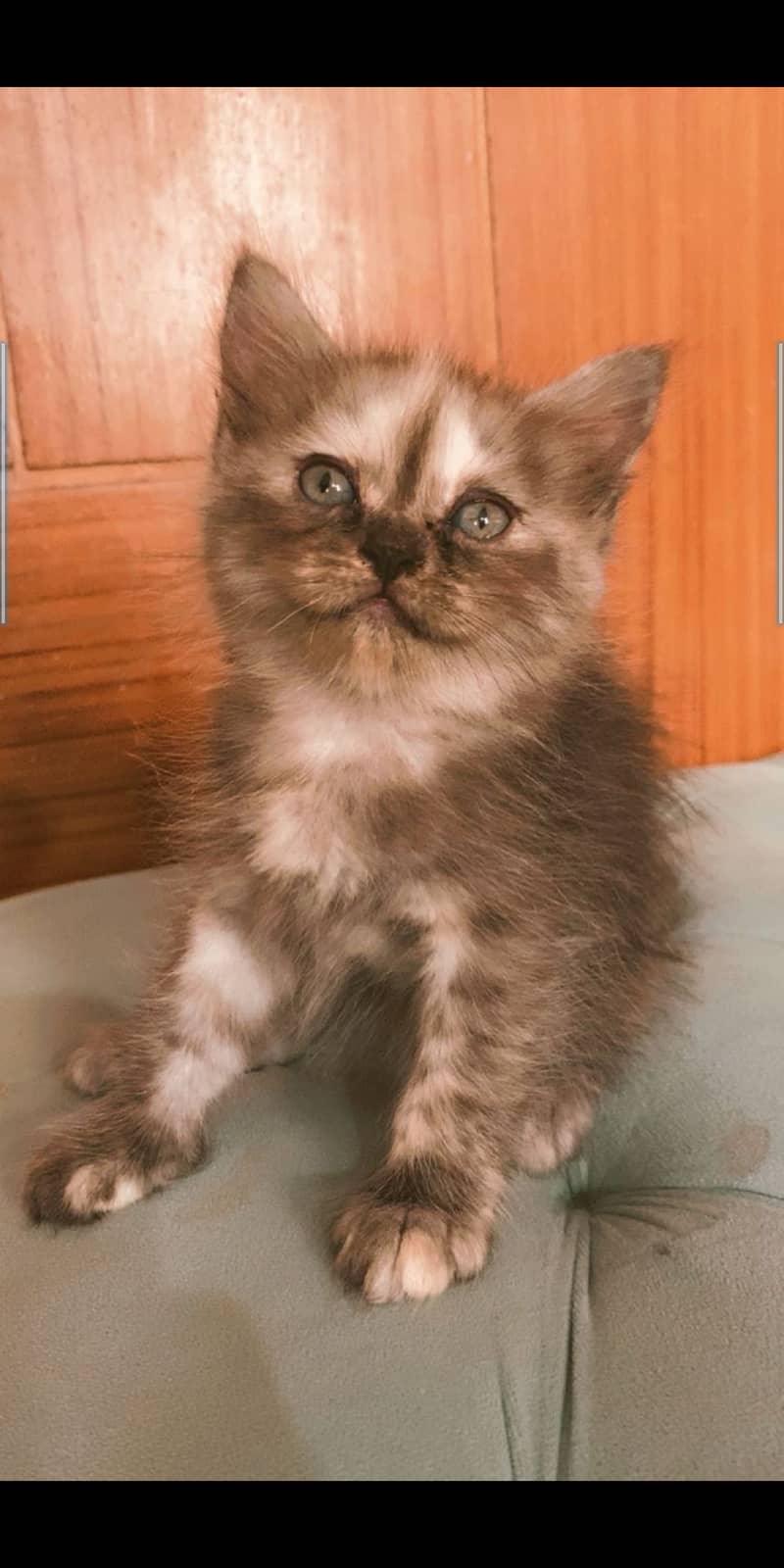 Persian cat 1