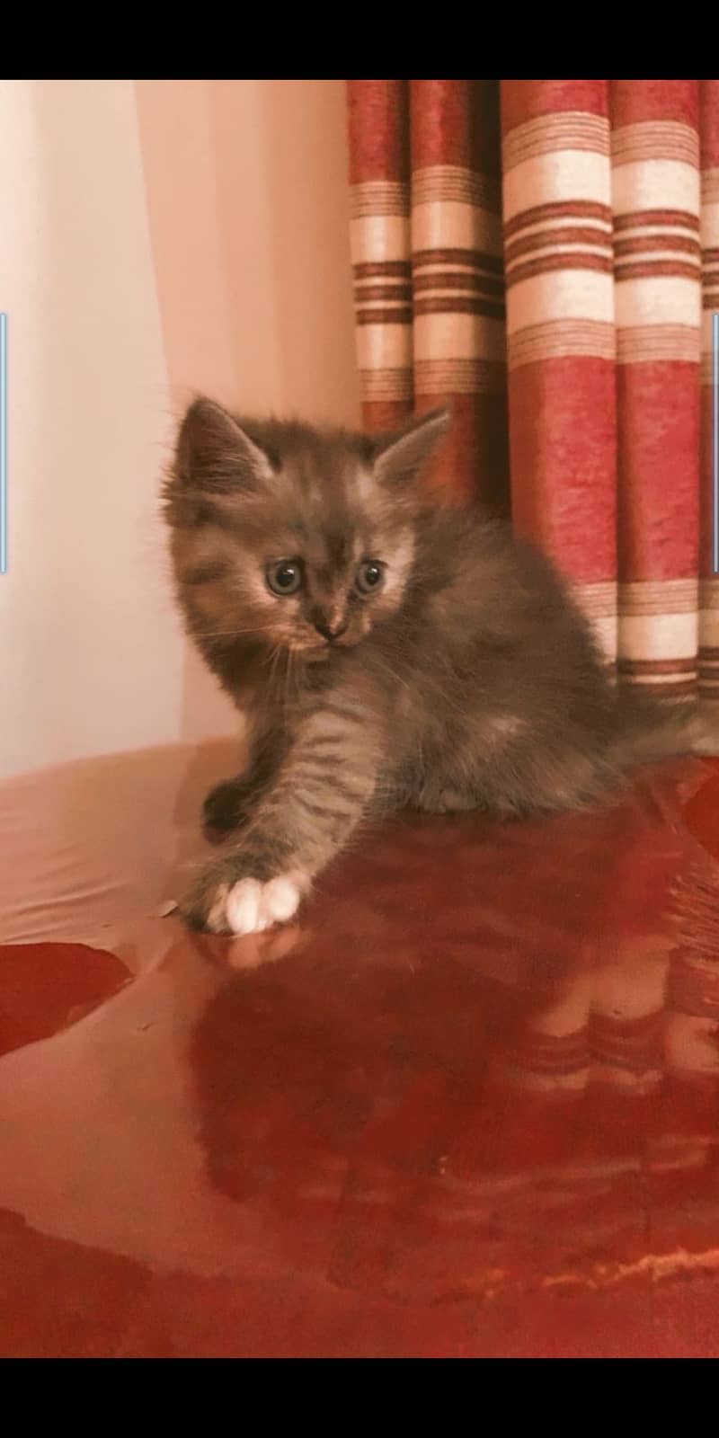 Persian cat 2