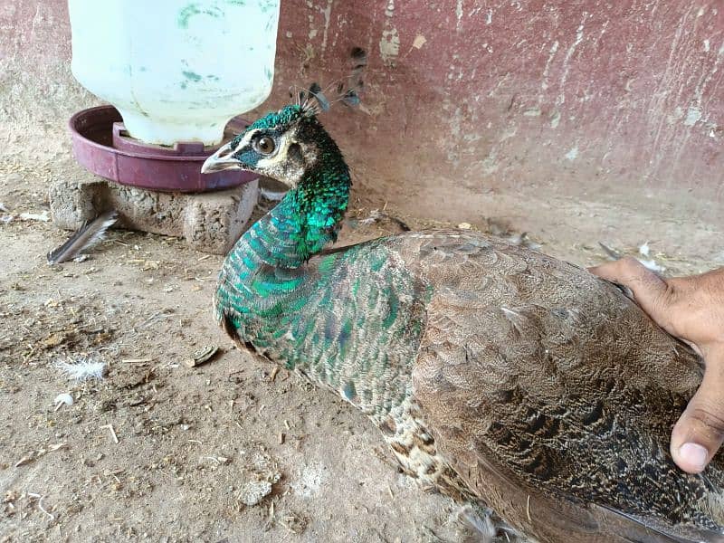 very beautiful female peacock 0