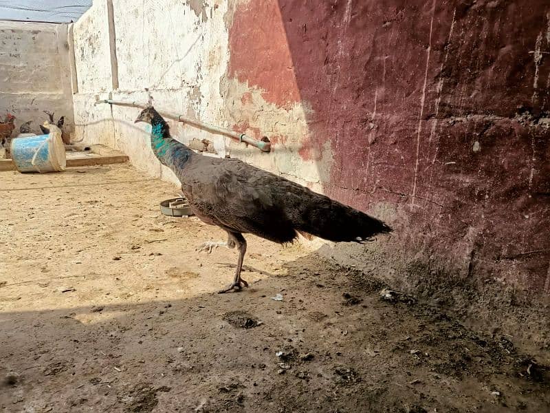 very beautiful female peacock 6