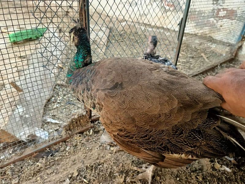 very beautiful female peacock 7