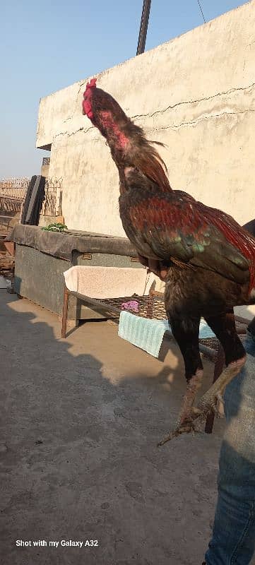 lakha murga for sale 3