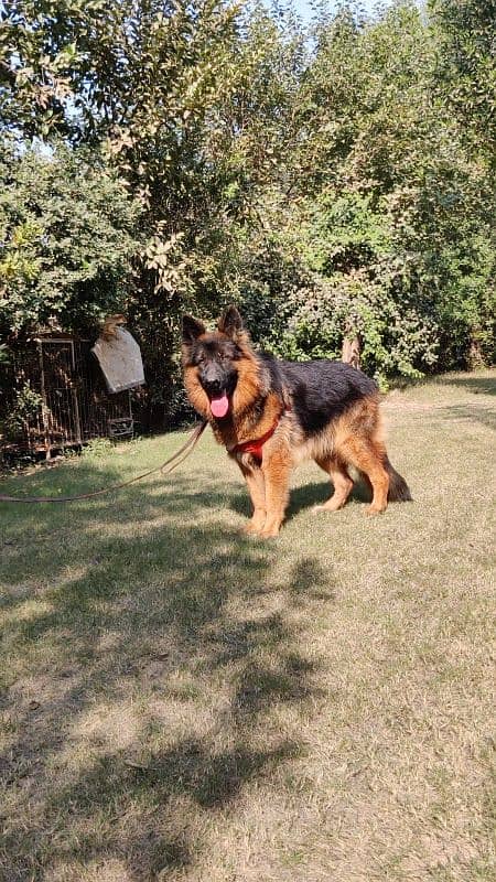 German shepherd long coat black mask male available 0