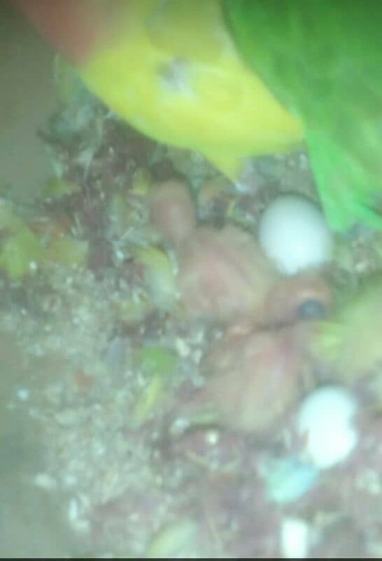 breeder love Bird pair urjent sell and exchange possible any Bird 0