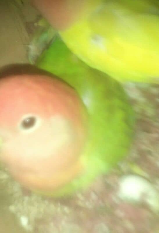 breeder love Bird pair urjent sell and exchange possible any Bird 1