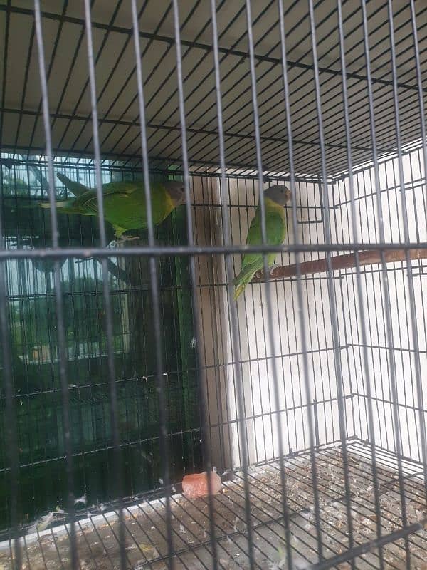 plum head parrots for sale 0