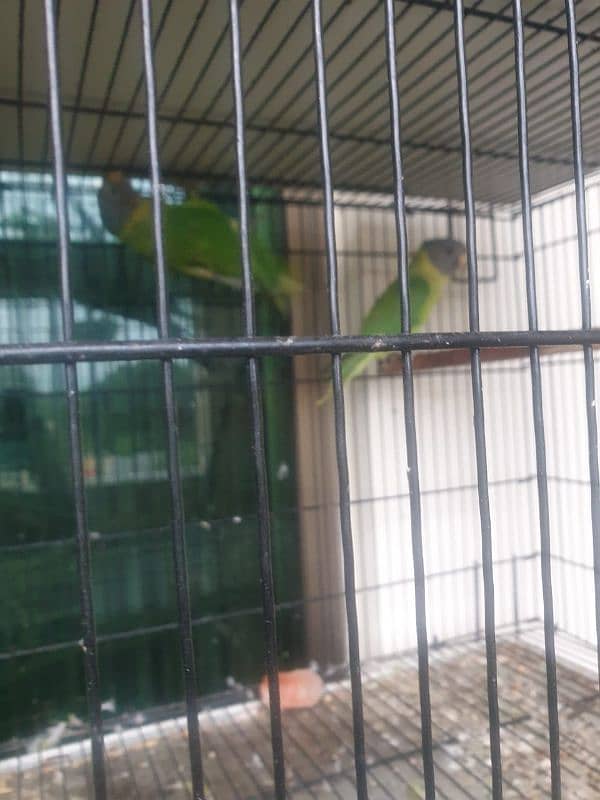 plum head parrots for sale 1