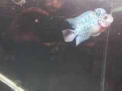 Flowerhorn male with tank setup