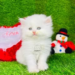 white Persian kittens| Triple long coated | punch Face|cat babies sale