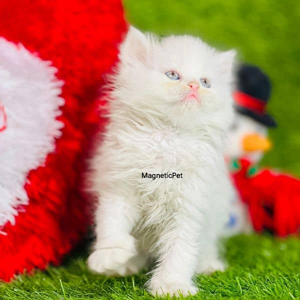 white Persian kittens| Triple long coated | punch Face|cat babies sale 2