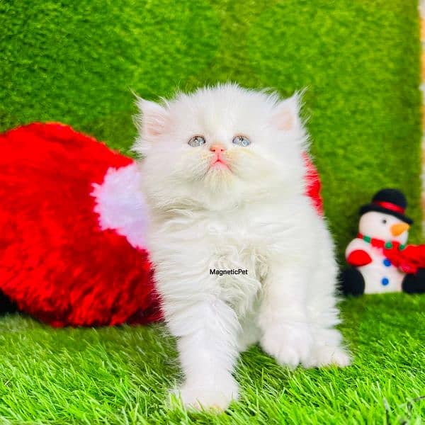 white Persian kittens| Triple long coated | punch Face|cat babies sale 3