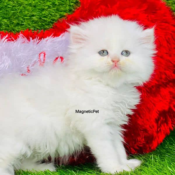 white Persian kittens| Triple long coated | punch Face|cat babies sale 4