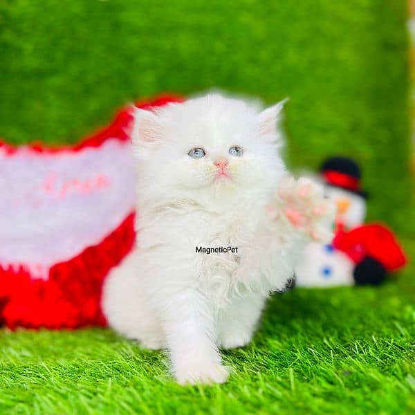 white Persian kittens| Triple long coated | punch Face|cat babies sale 10