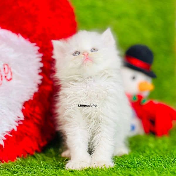 white Persian kittens| Triple long coated | punch Face|cat babies sale 12