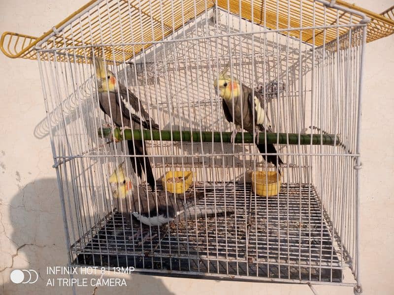 three cocktail parrot for sale 0