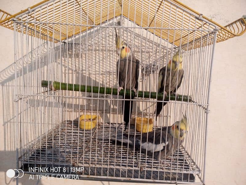 three cocktail parrot for sale 1