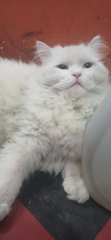 cat male available fully train lovely argent sale Karna ha little 0