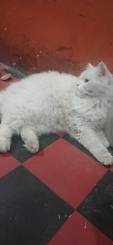 cat male available fully train lovely argent sale Karna ha little 1