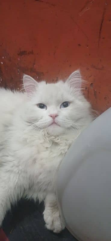 cat male available fully train lovely argent sale Karna ha little 2