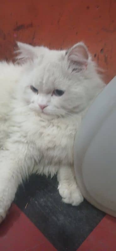 cat male available fully train lovely argent sale Karna ha little 3