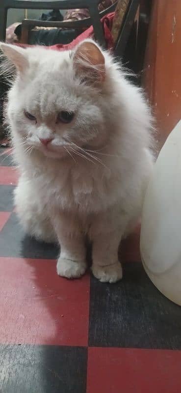 cat male available fully train lovely argent sale Karna ha little 4