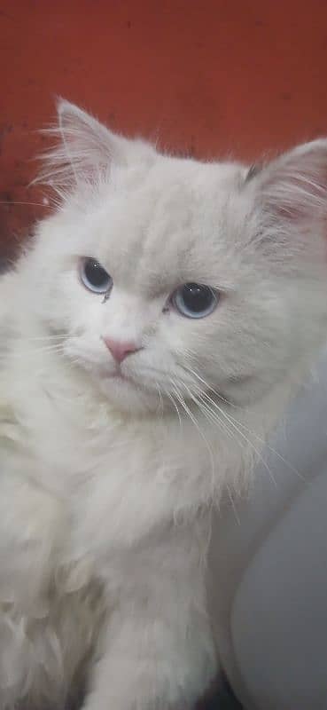 cat male available fully train lovely argent sale Karna ha little 5