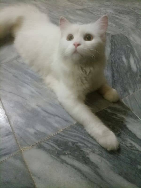 Persian cat female 1