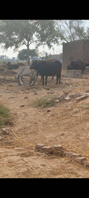 Cow for sale 1