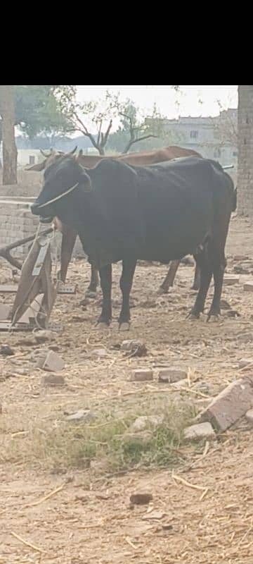 Cow for sale 2